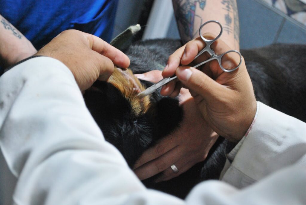 Veterinarian carefully examining a dog's ear during a routine check-up at a clinic.